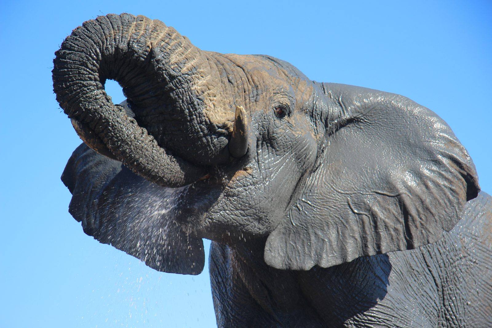 Un elefante