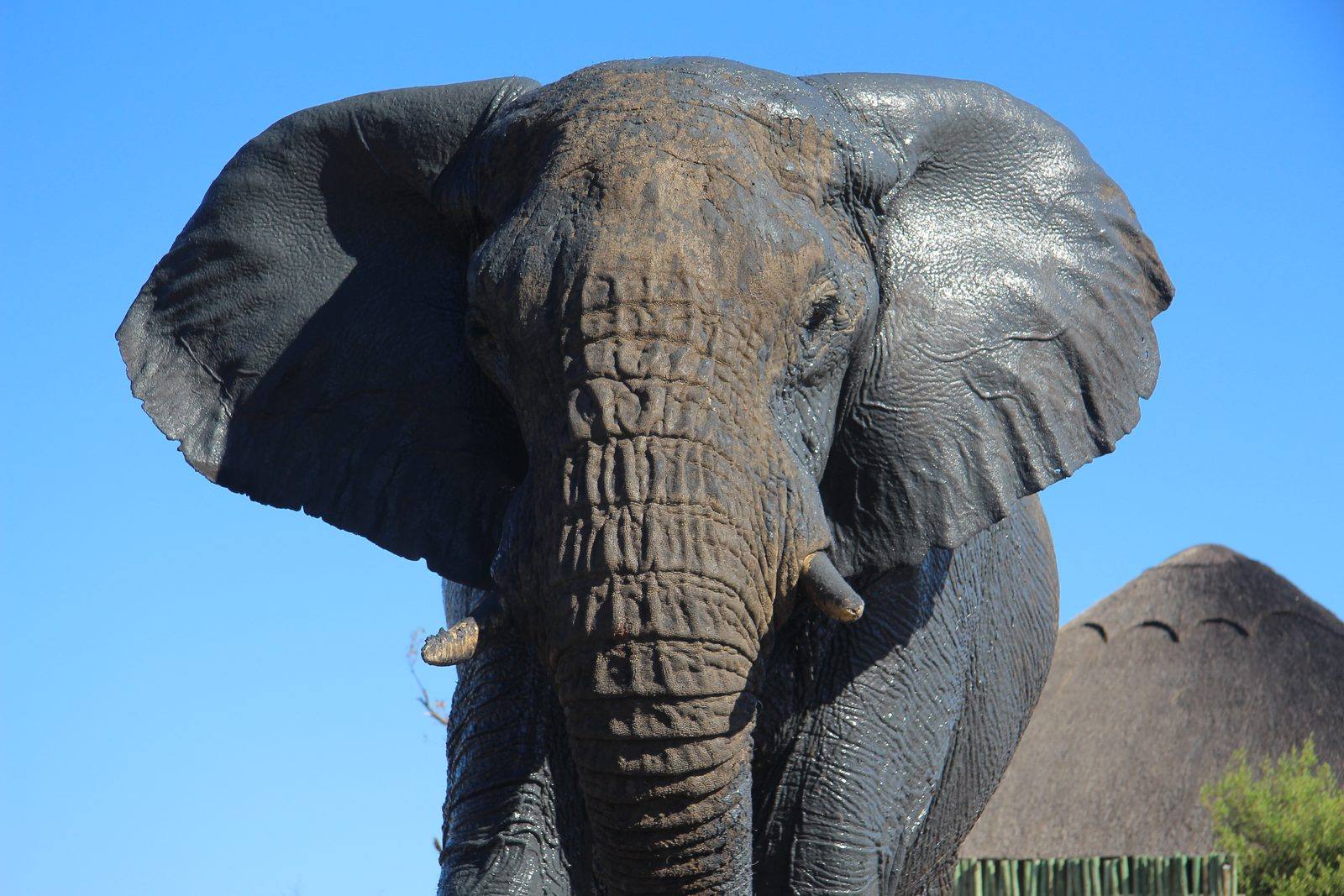 Un elefante