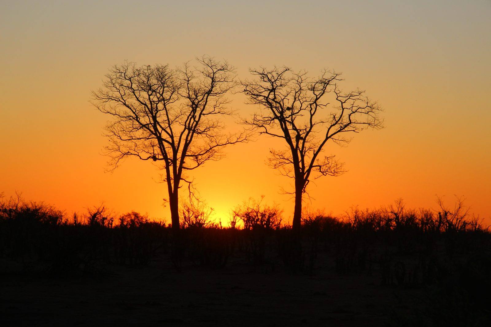 Tramonto tra gli alberi