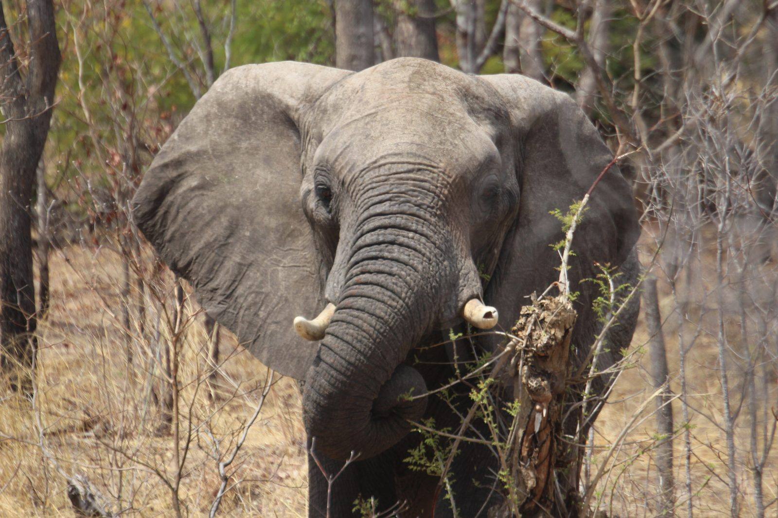 Un elefante, novembre 2015