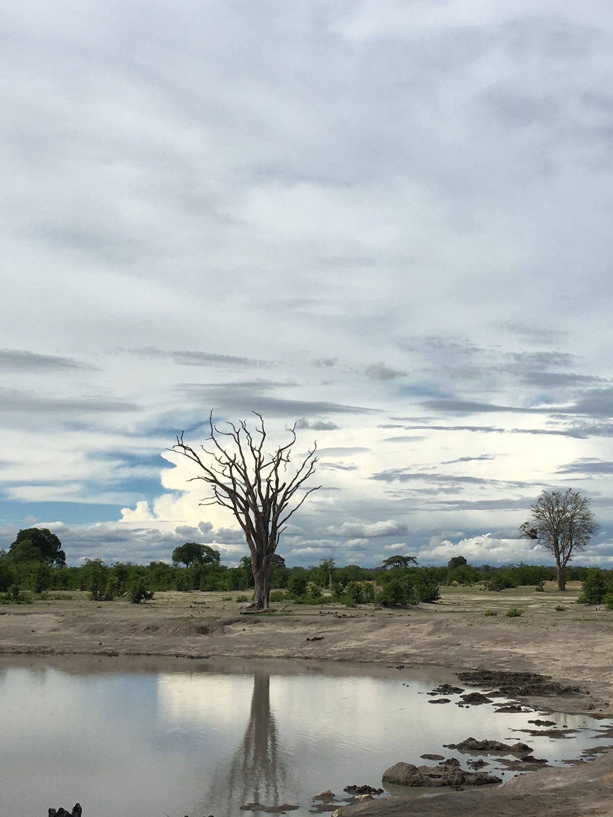 Un albero sulla pozza d’acqua, dicembre 2016