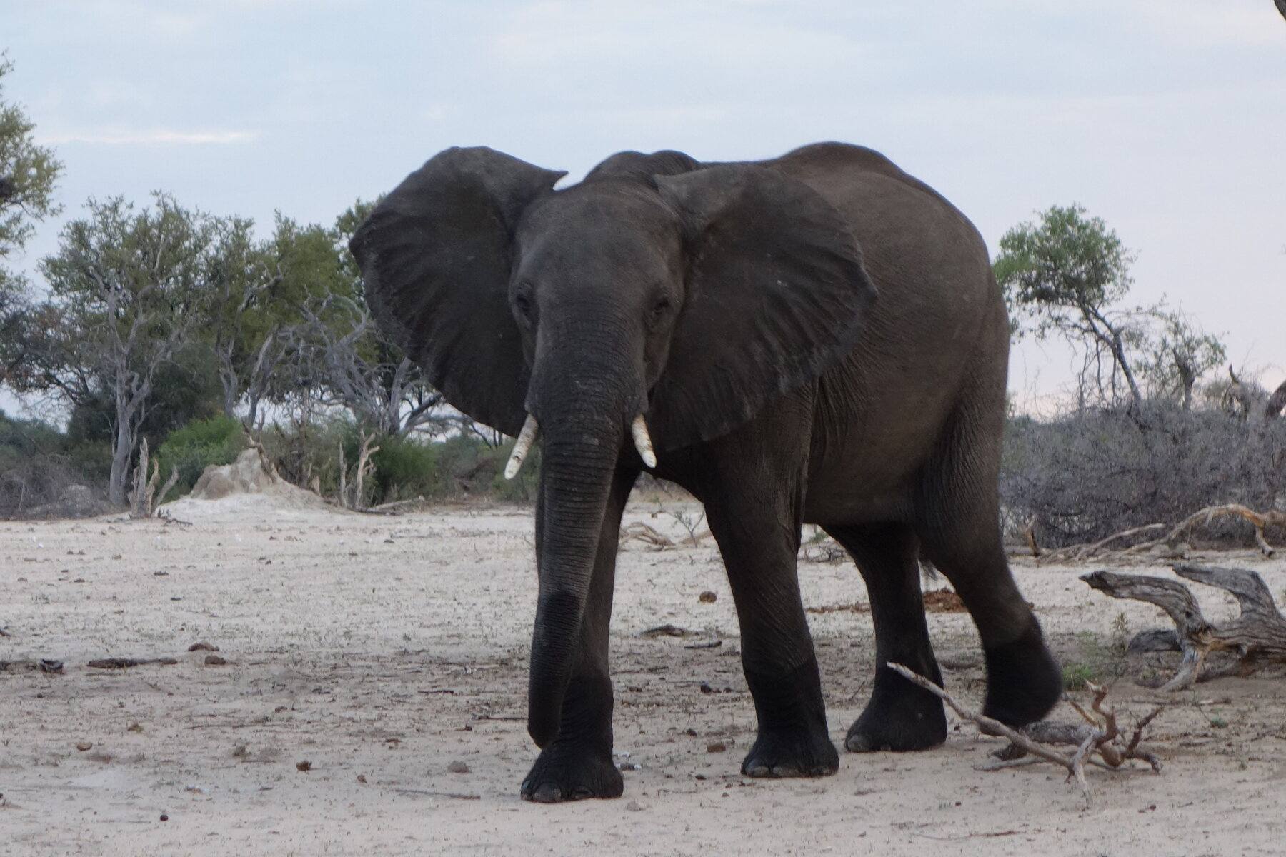 Il parco nazionale di Hwange